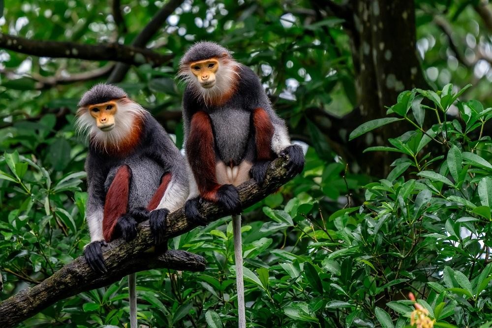 Red-shanked douc langur spotted on Son Tra Peninsula, Da Nang