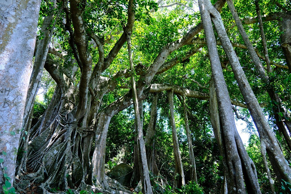 Thousand-year-old banyan tree on Son Tra Peninsula, Da Nang