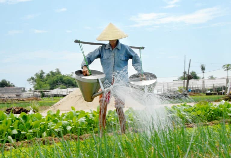 Tra Que Village herbs and vegetable garden near Hoi An